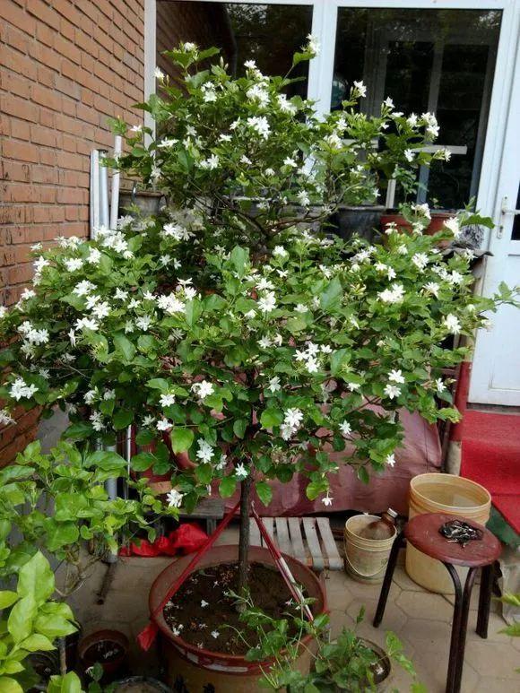 家里养盆“杀菌”花，精神轻松又清香，老中医经常养，错不了3