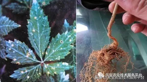 名贵药材三七难缠病害详解2