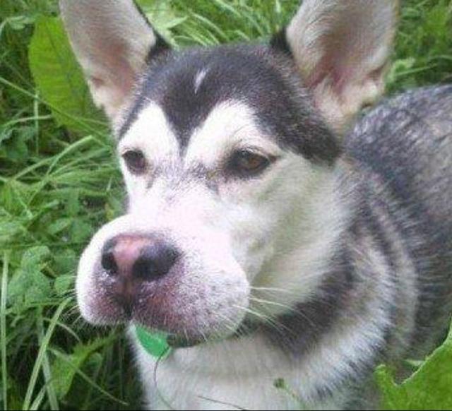 那些被蜜蜂蜇过的狗狗(被蜜蜂蜇了的狗狗)-艾拉养犬