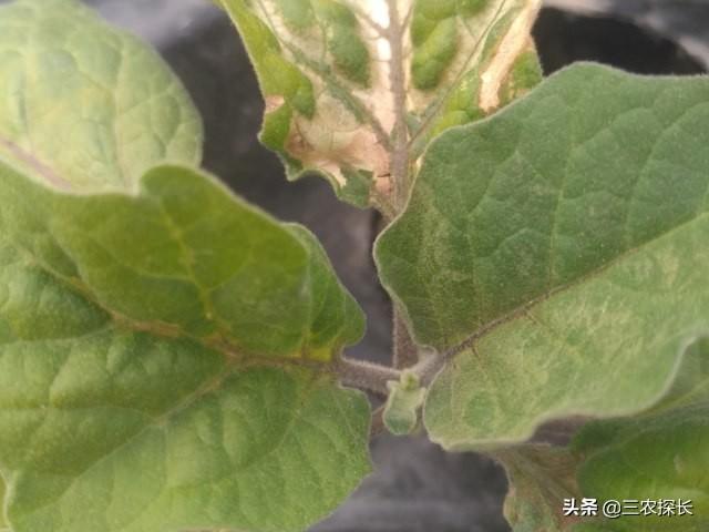 茄子在选择除草剂、杀虫剂时应特别留心！避免产生药害