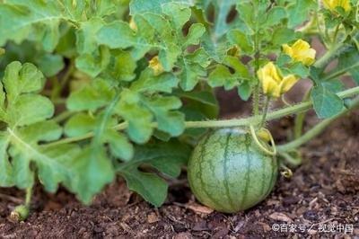 种植西瓜什么节位留瓜最好？