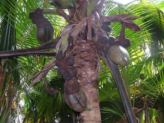 植物种子的传播方式