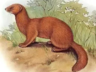 孕妇梦见黄鼠狼