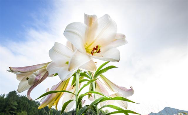 白百合花代表什么 白百合花代表什么（白百合花代表什么象征意义） 植物