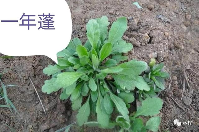 假荠荠菜图片假荠荠菜图片有毒吗