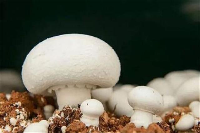 蘑菇种植与栽培技术 蘑菇高效优质栽培技术要点，及推广建议，相关工作人员不妨看看！
