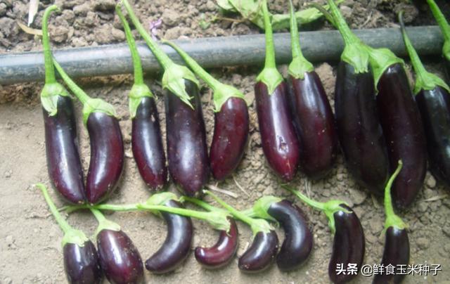 茄瓜果类蔬菜夏季高温期常见生理性障碍及防治措施20