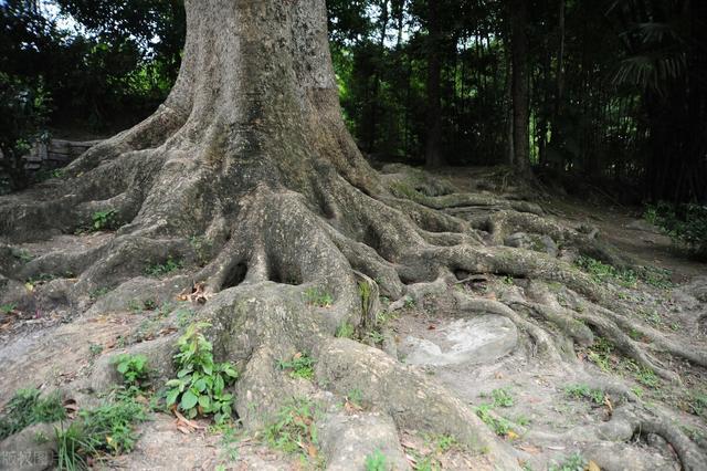 名贵树种