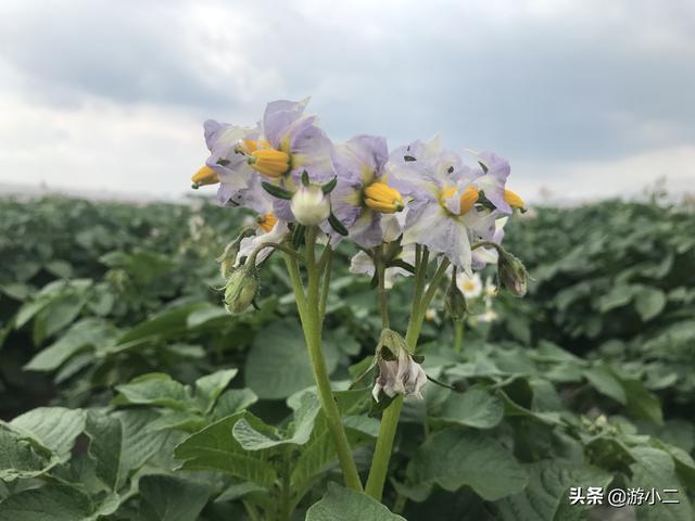 马铃薯花 土豆 太阳信息网