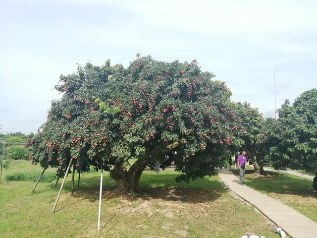 每周喷一次农药，为什么还是防治不好荔枝蛀蒂虫？打药时间不对2