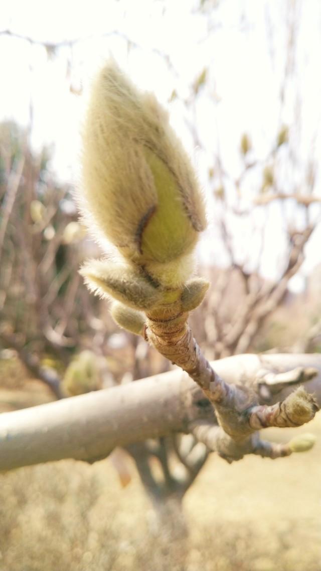 黄玉兰 黄玉兰（黄玉兰居士） 生活