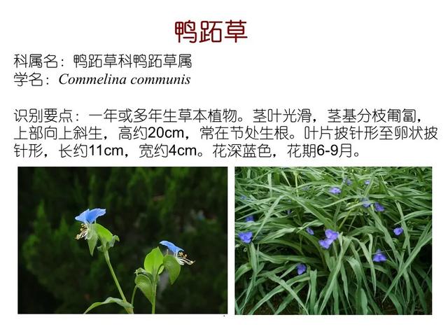 水生植物 水生植物（水生植物种植施工方案） 生活