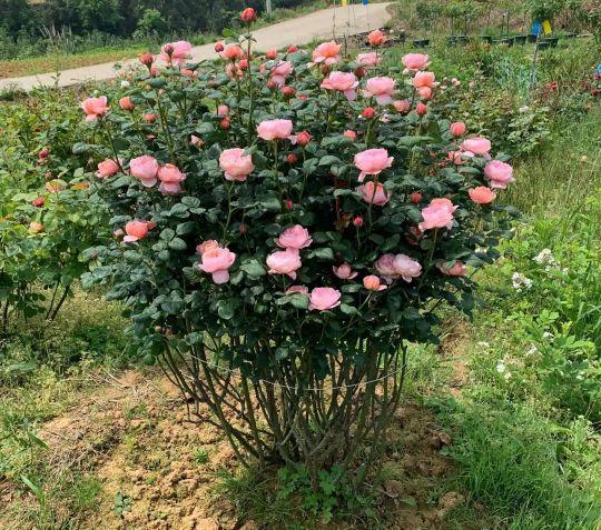 月季花的品种 月季花的品种（月季花的品种都有哪些） 生活