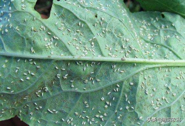 这个药杀虫、杀螨、杀菌，一药多用，害虫无抗性，经济又实惠5