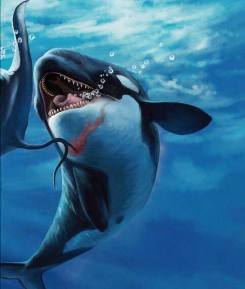 虎鲸是什么类动物(虎鲸是什么动物)-天晟网