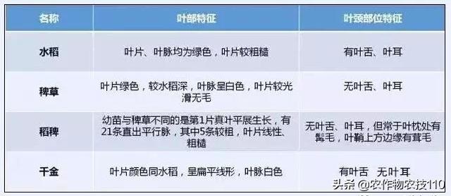 夏至后，抢抓降雨间隙做好水稻除草，如何施药才能高效？4