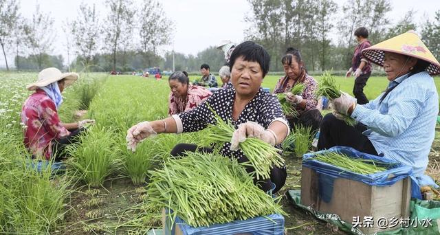 韭菜喜欢什么肥料？这3种肥料随便选，韭菜长得黑亮又粗壮