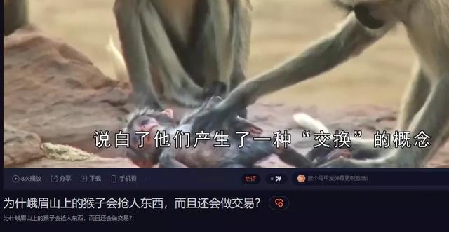 峨眉山猴子:为什么峨眉山的猴子像土匪？