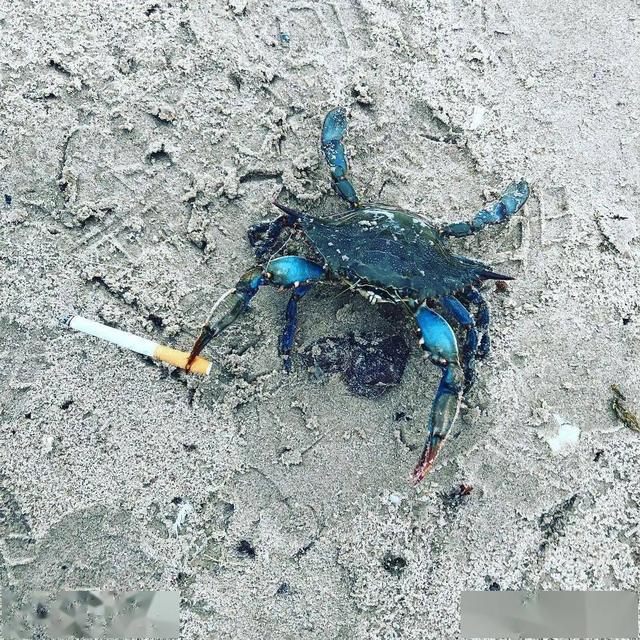 澳洲海边烟头成灾，5千万螃蟹患“烟瘾”，环境污染如此严重？