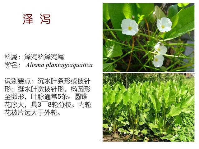 水生植物种类 水生植物种类（水生植物100种） 生活