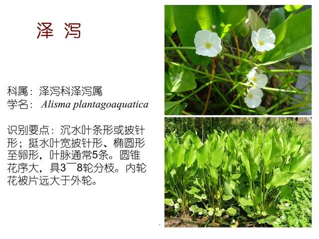 水生植物 水生植物（水生植物种植施工方案） 生活