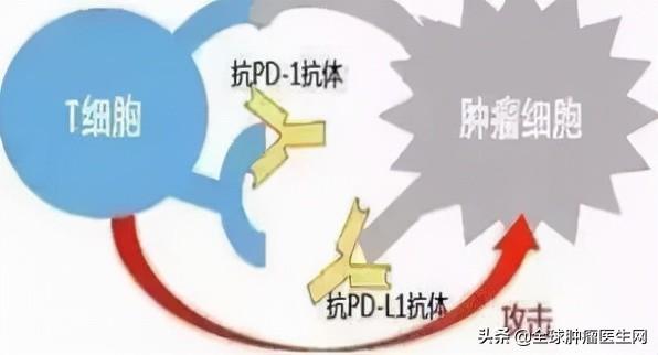 干貨｜國內上市的十大PD-1/L1用藥信息大盤點（2021更新）
