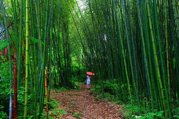 河南三日遊攻略_五一拒絕擁擠,來河南這個竹海景區清涼三日遊,吃住