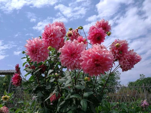 大花盆 大花盆（大花盆换土怎么换盆） 生活