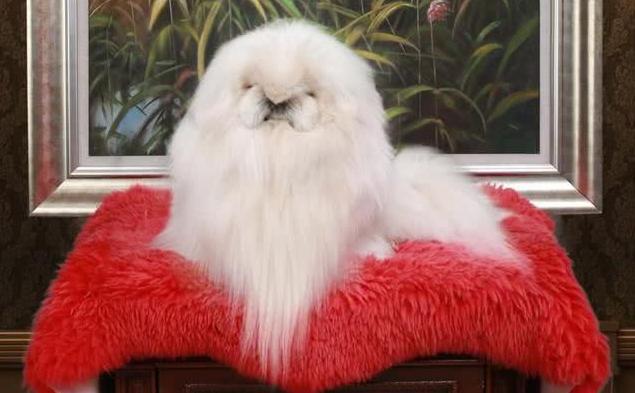 中国福犬(中国福犬图片) - 天星聚