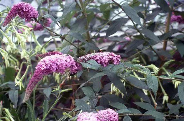 草本植物