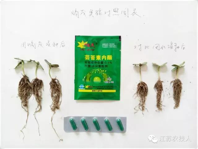 秋季：0.1%（熵茂）芸苔素内脂对柑橘有什么作用3