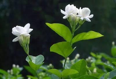 50种浪漫鲜花花语大全 50种浪漫鲜花花语大全（50种浪漫鲜花花语大全图片） 生活