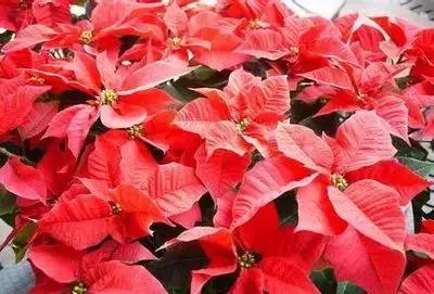 50种浪漫鲜花花语大全 50种浪漫鲜花花语大全（50种浪漫鲜花花语大全图片） 生活