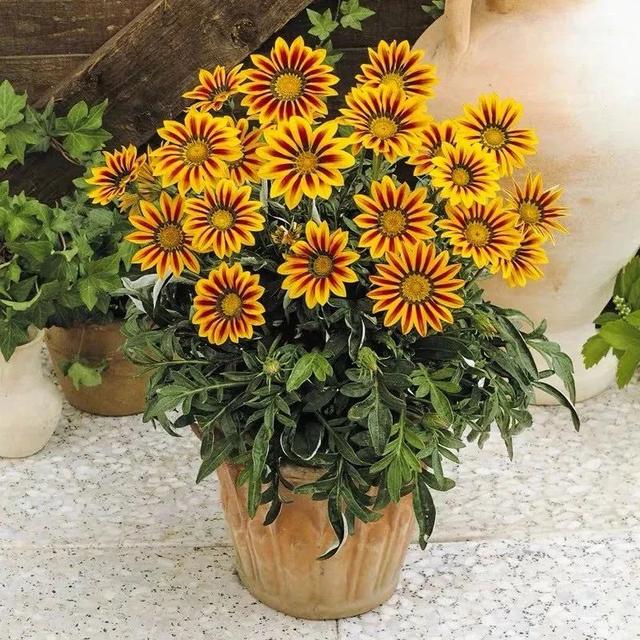 勋章花 勋章花（勋章花种子栽培方法） 生活