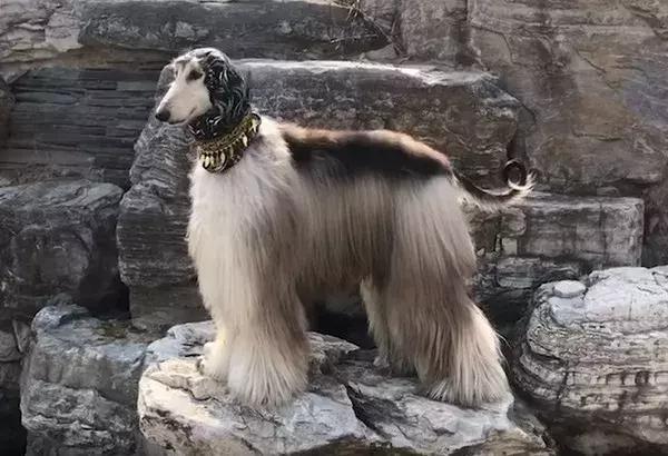 阿富汗猎犬图片 阿富汗猎犬图片（阿富汗猎犬图片大全） 动物