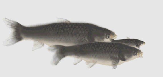子梅鱼有鱼鳞吗