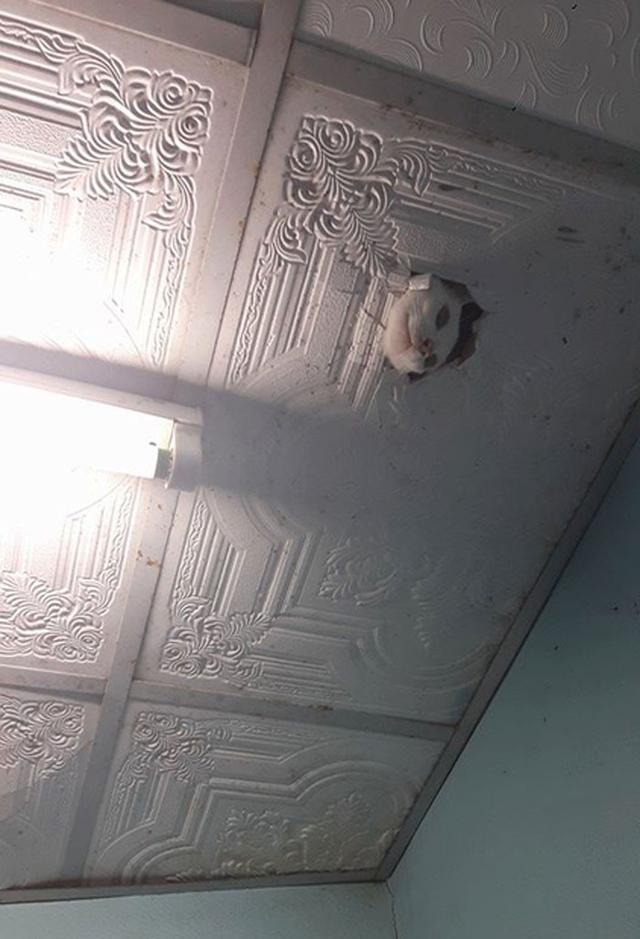 宠物图片 宠物图片