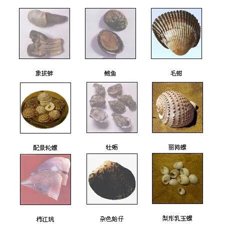 贝壳的种类(贝壳的种类名称)