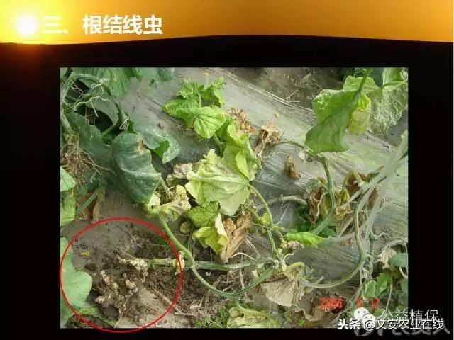 史上最全蔬菜病虫害图谱大全！再也不用请教专家了！11