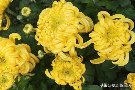 菊花什么意思 菊花什么意思