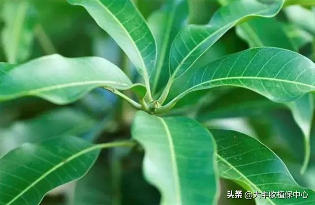 芒果控梢怎么用药？多久后能催花？别再搞错了7