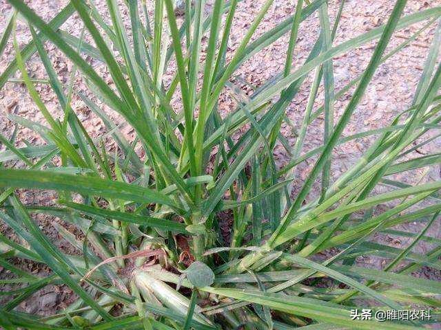 这个新药专治笔杆草、节节草、牛筋草、木贼，7天就能死干净2