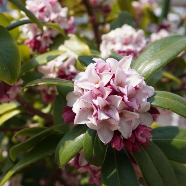 瑞香花 瑞香花（瑞香花精灵王山梦怎么画） 生活