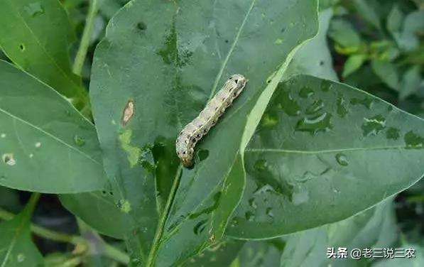 大豆有了斜纹夜蛾？自制杀虫剂，不花多少钱，非常管用6