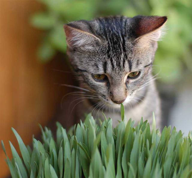 小猫呕吐怎么办