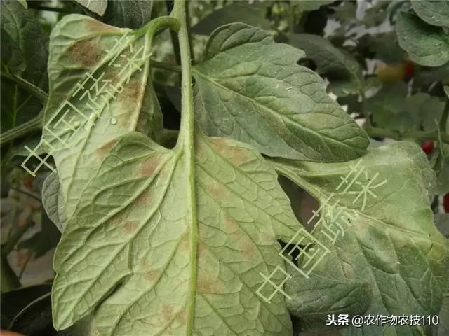 番茄灰叶斑病、晚疫病等6大真菌性病害，识别与用药全包括了！17