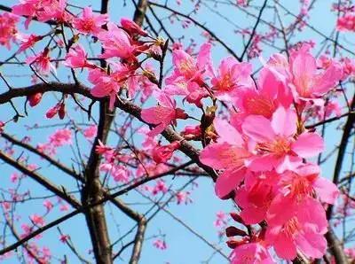 50种浪漫鲜花花语大全 50种浪漫鲜花花语大全（50种浪漫鲜花花语大全图片） 生活