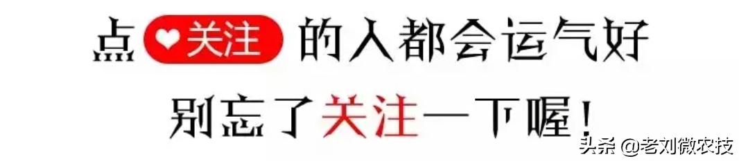 沃柑最容易出现的四大病症，提前防治得靠这些方法！看了你就知道