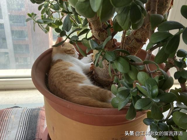 花盆里长猫了 全网搜