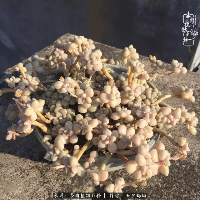 肉肉植物论坛